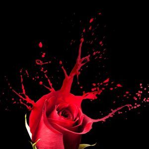 Meet your Posher, Phyllis